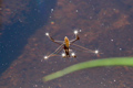 Water Strider Constellation